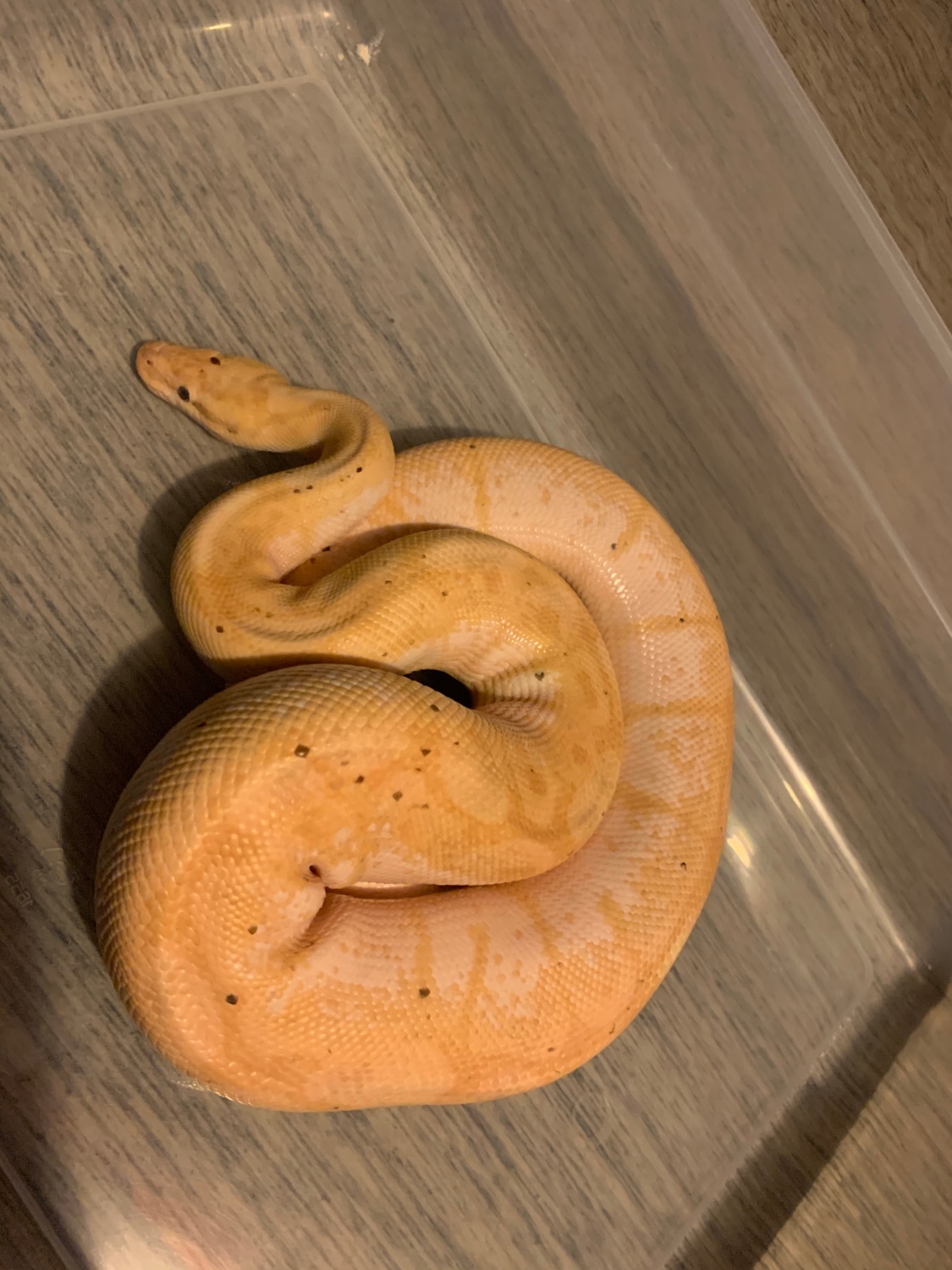 Pastel Banana Spider Ball Python by TK reptiles MorphMarket