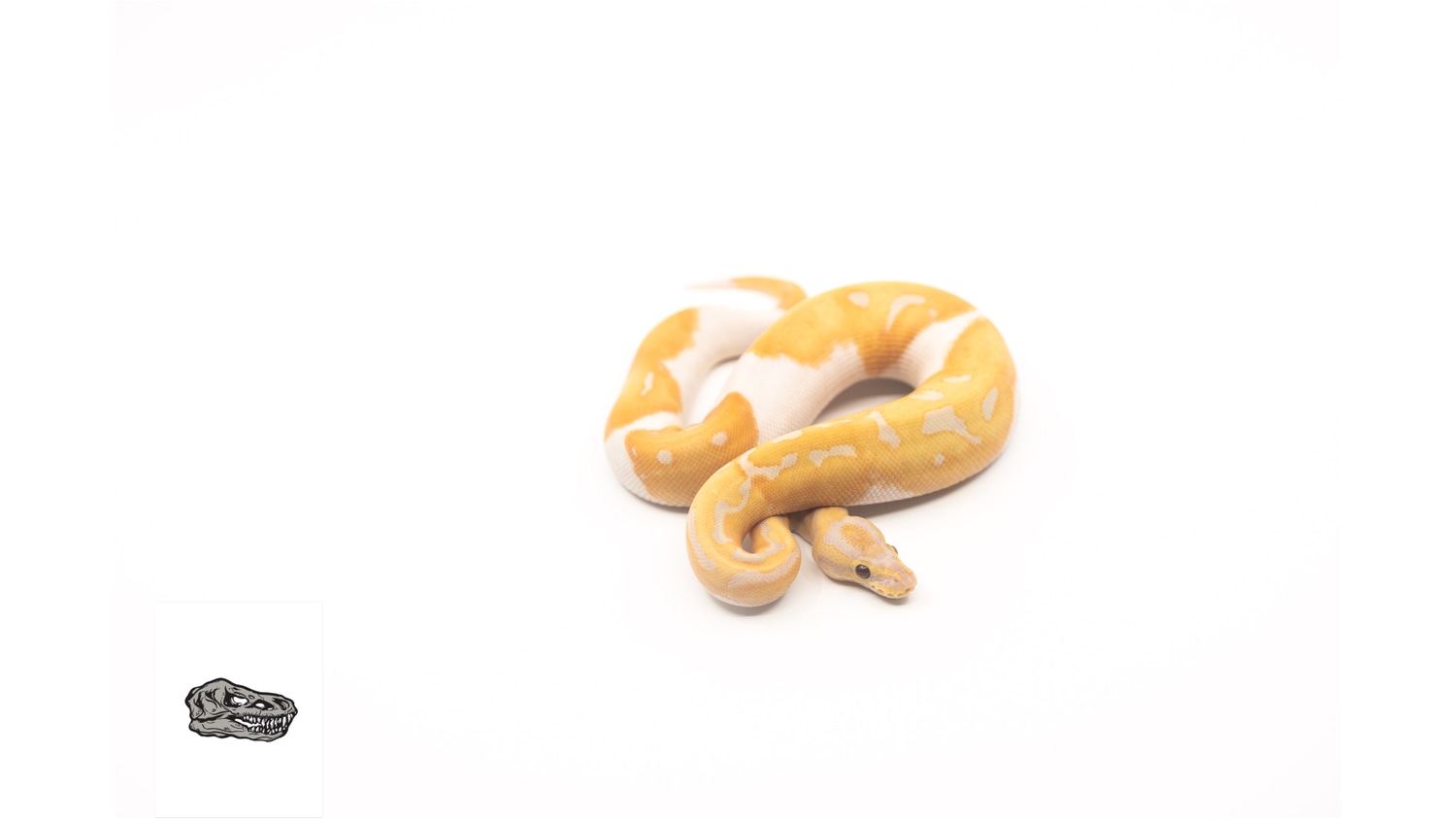 Dreamsicle Ball Python by High Country Reptiles - MorphMarket