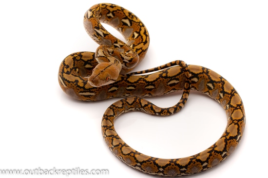 Super Dwarf Retic Het Albino Reticulated Python by Outback Reptiles