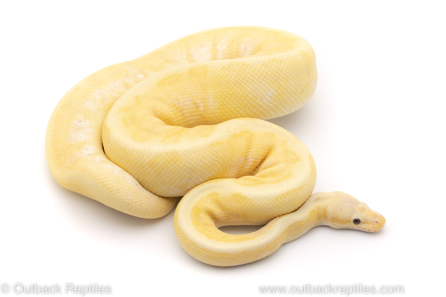 Killer Blast Banana Ball Python by Outback Reptiles MorphMarket