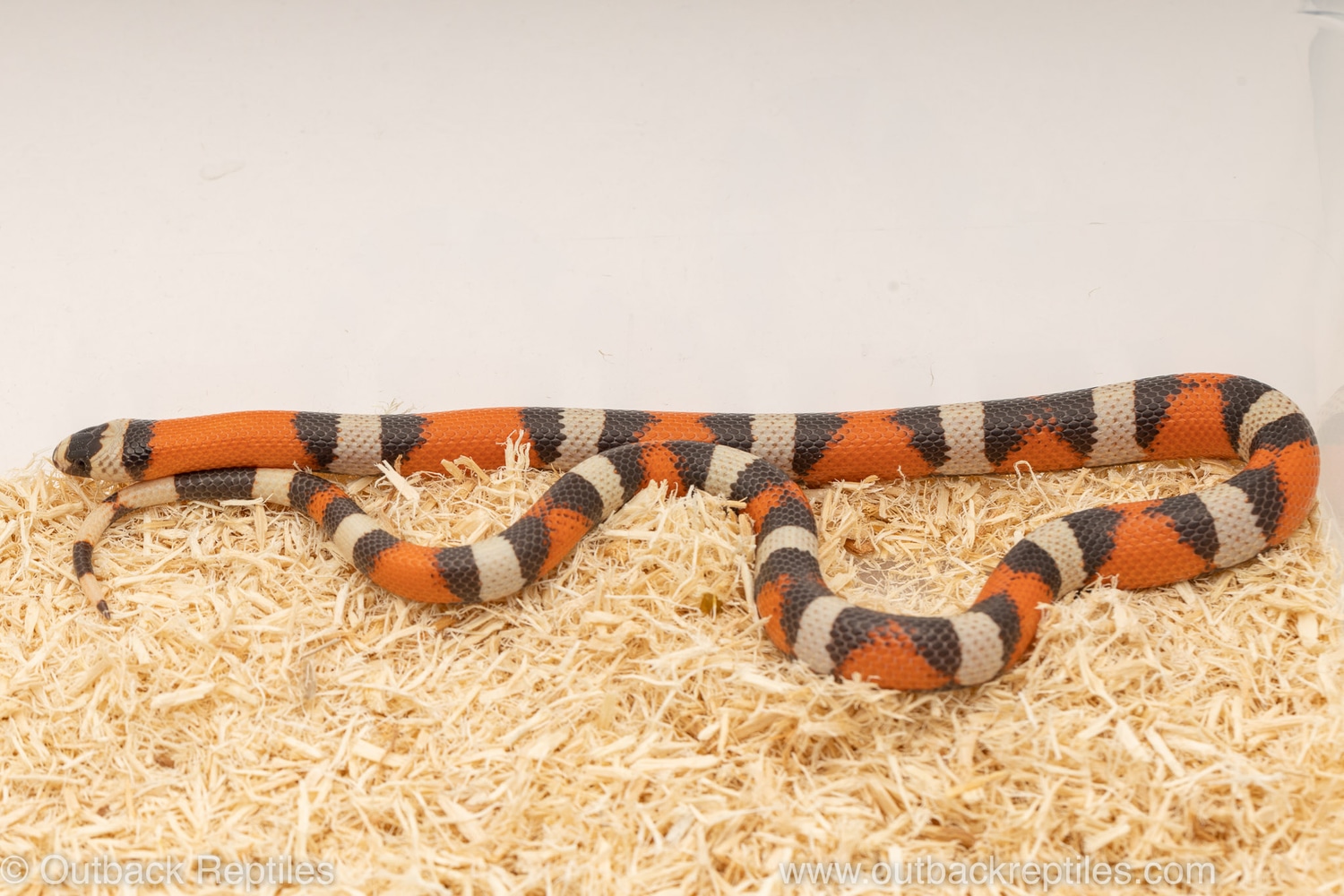 Hypo Tricolor Honduran Milk Snake by Outback Reptiles MorphMarket