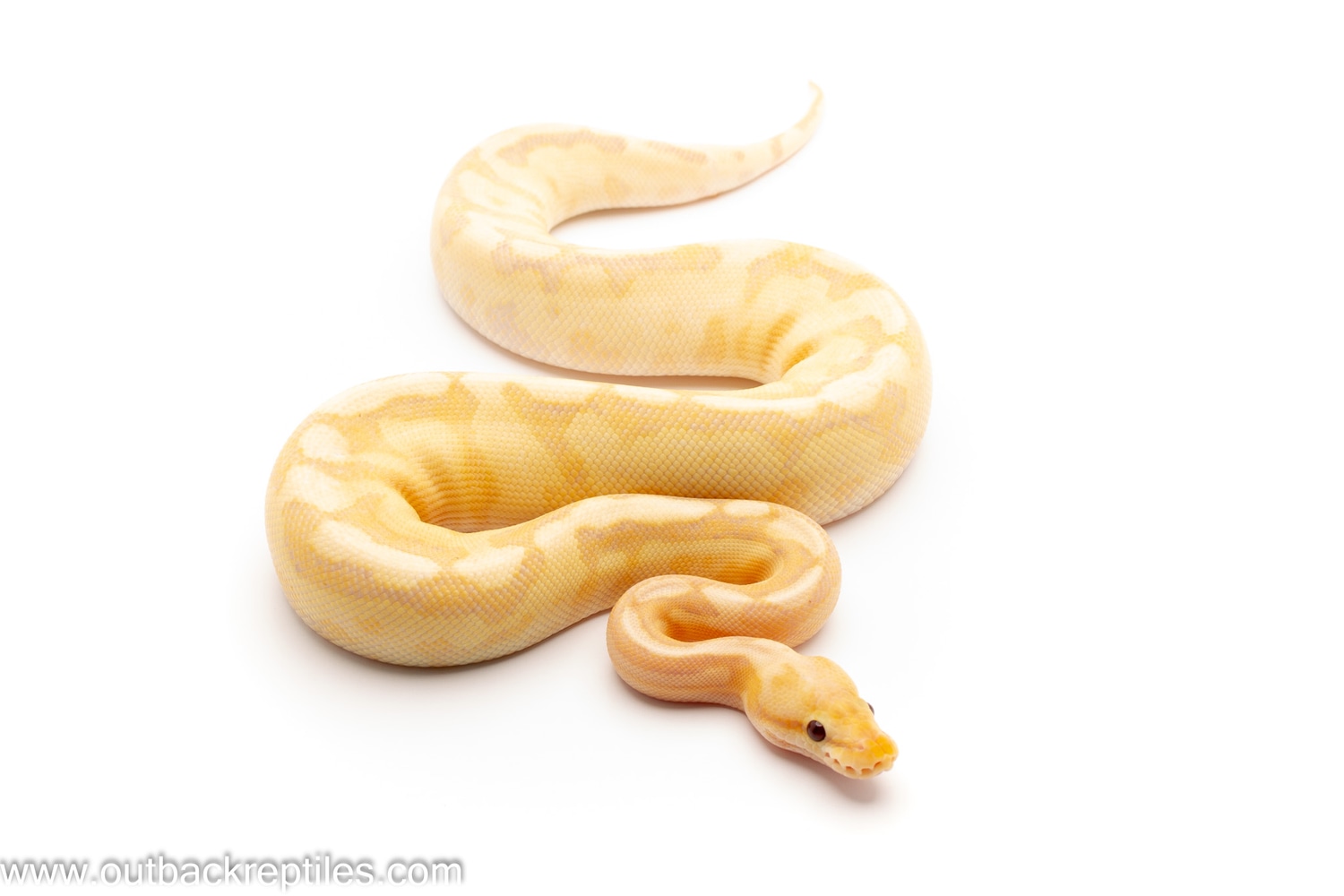 Banana Fire Yellow Belly Spider 2 Ball Python by Outback Reptiles