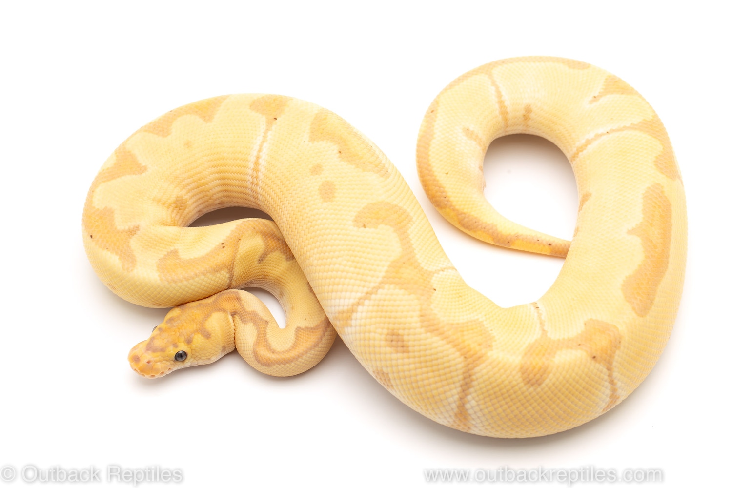 Banana Enchi CLown Ball Python by Outback Reptiles MorphMarket