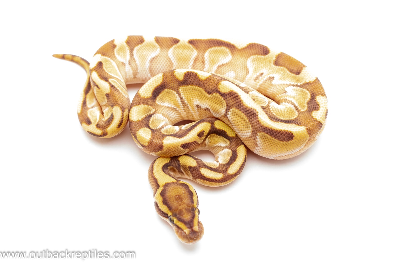 Enchi Lesser Ball Python by Outback Reptiles - MorphMarket