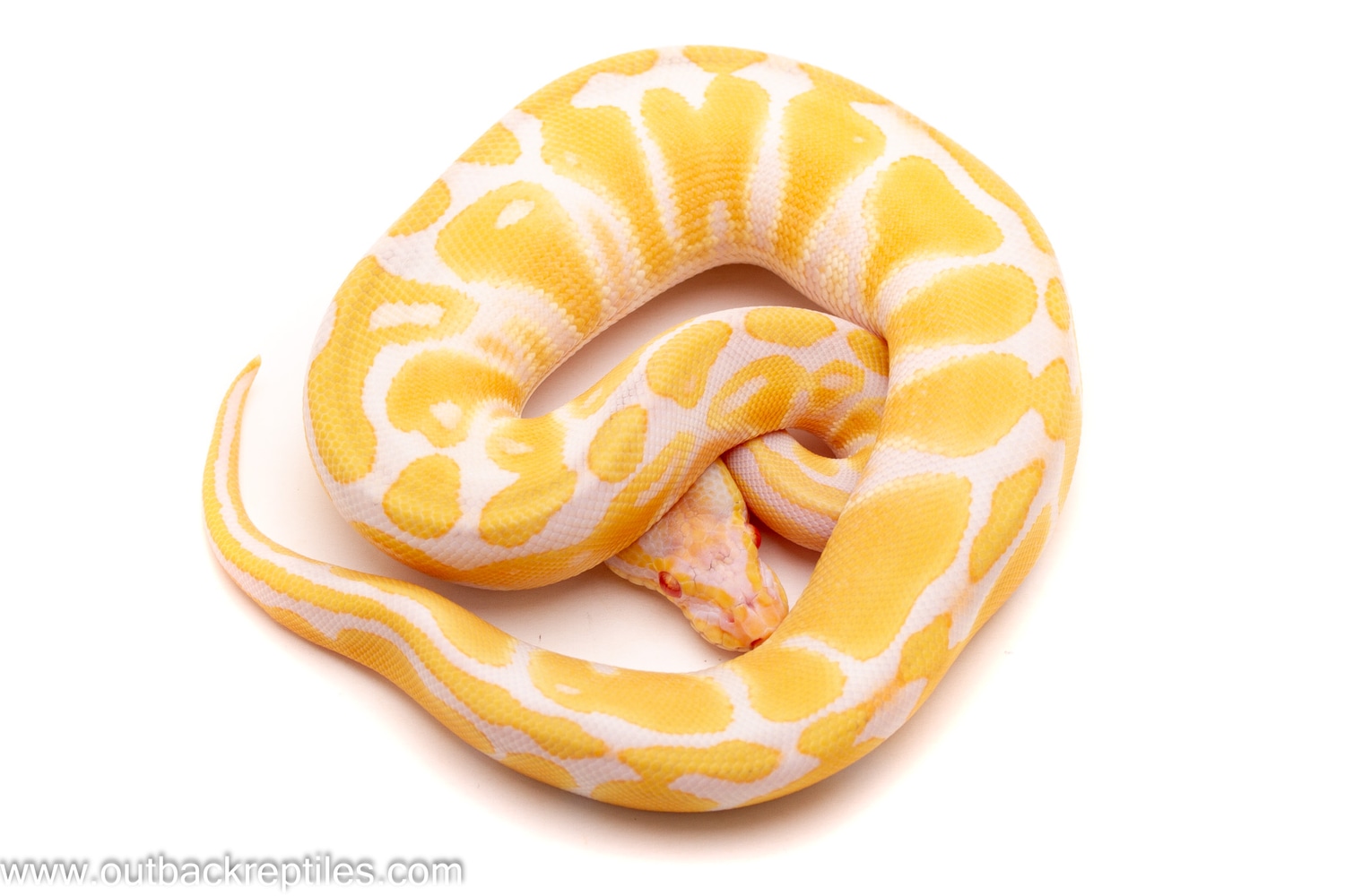 Albino Het Pied Ball Python by Outback Reptiles - MorphMarket