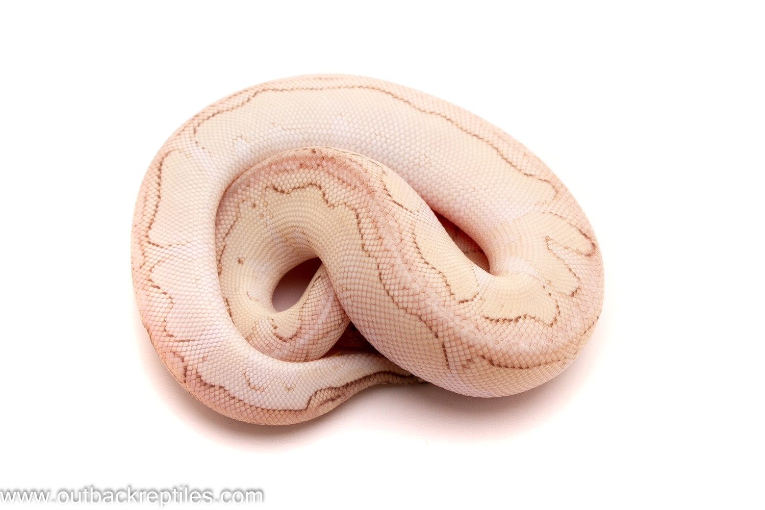 Pastel Lesser Clown Ball Python by Outback Reptiles - MorphMarket