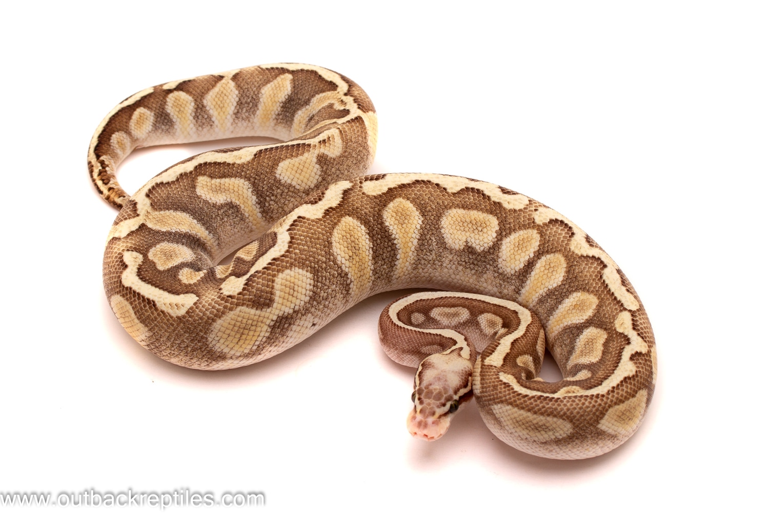 Pastel Lesser GHI Ball Python by Outback Reptiles - MorphMarket