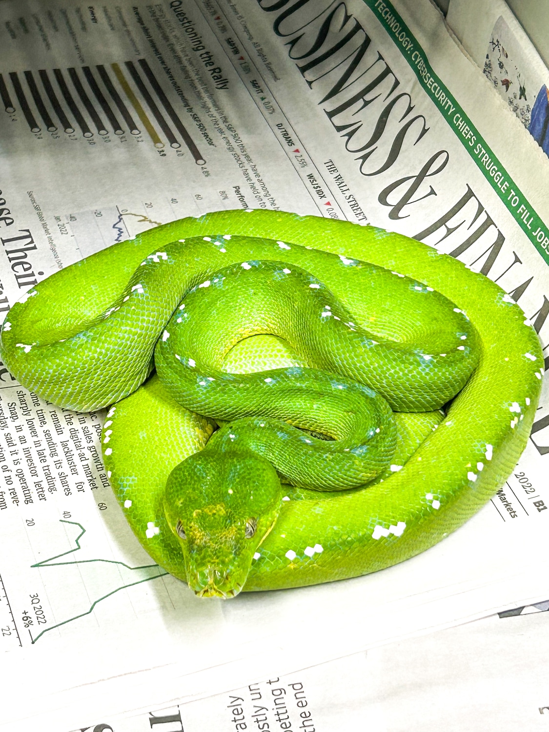 Aru Green Tree Green Tree Python by Outback Reptiles - MorphMarket