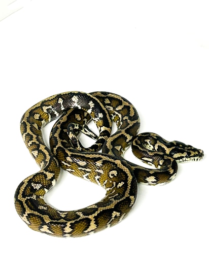 Papuan Carpet Python Irian Jaya Carpet Python by Outback Reptiles