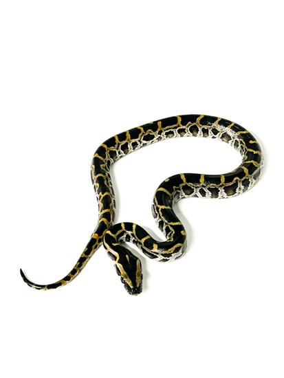 Classic Burm Burmese Python by Outback Reptiles