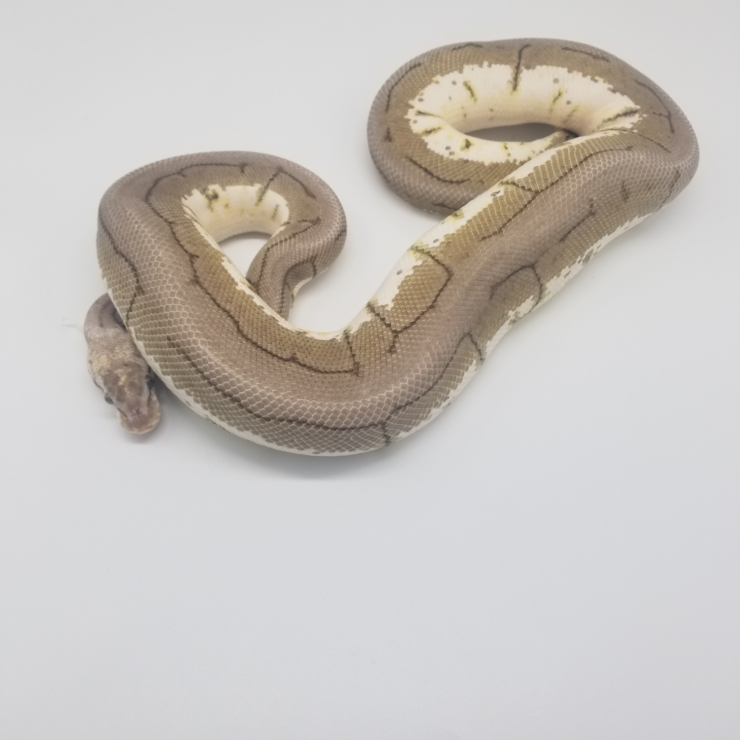 Spinner Blast Ball Python by CMH Exotics - MorphMarket