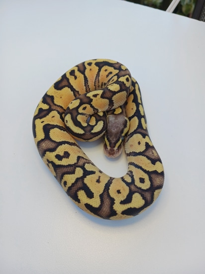 Pastel Fire Ball Python by Outland Exotics