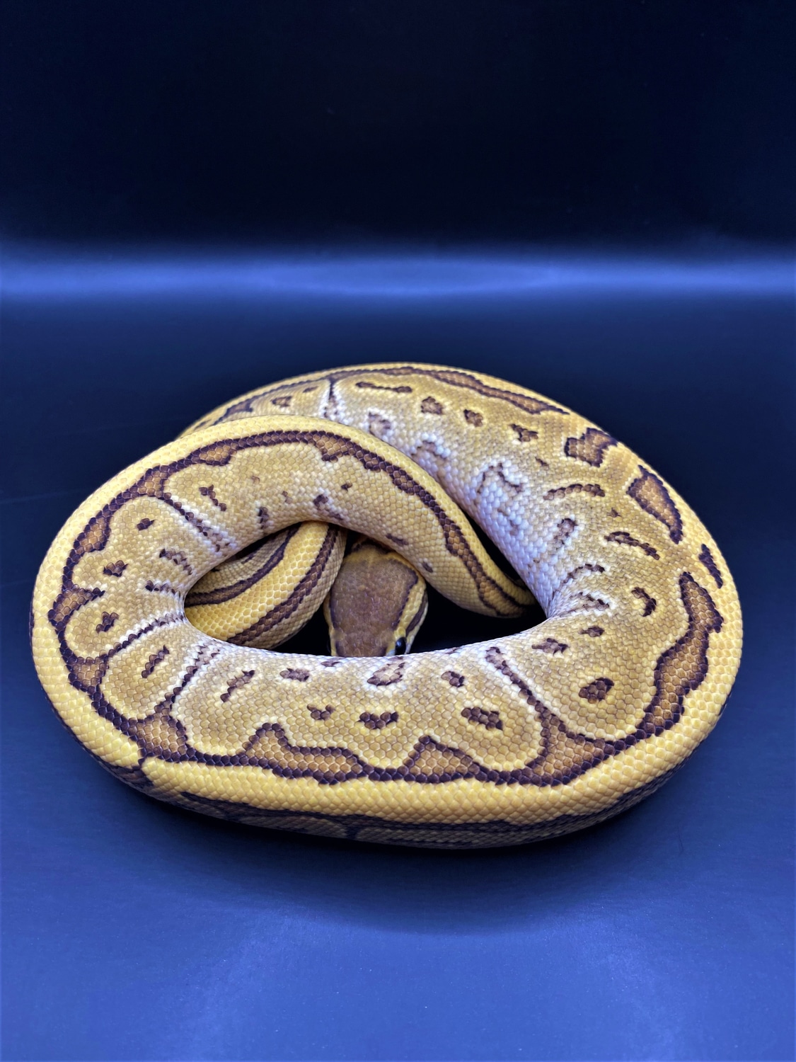 Jigsaw (Pinstripe Mojave) 50% Het Clown 50% Het Ghost Ball Python by ...