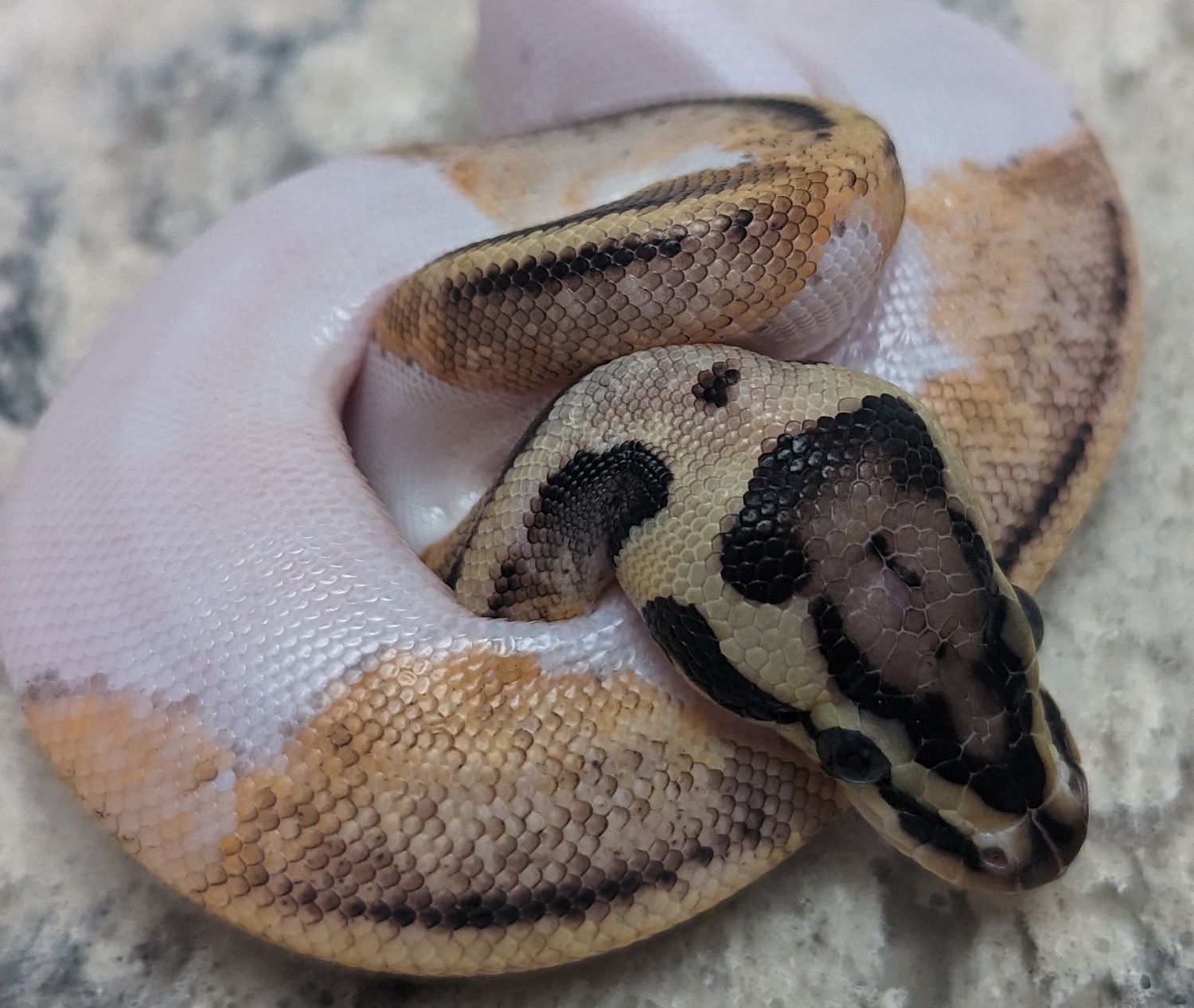 Pastel Pied DH Clown/Hypo Ball Python by OWAL Reptiles - MorphMarket