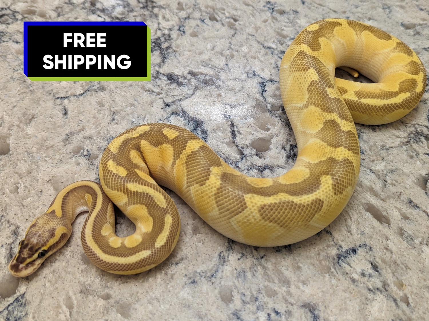 Super Pastel Enchi Lesser Het Hypo Ball Python by OWAL Reptiles ...