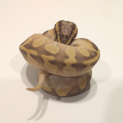 Enchi Lesser Pastel Het Hypo 50% Het Sunset Ball Python