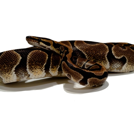 Enchi DH Albino/Hypo Ball Python