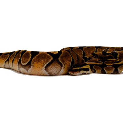 Enchi Het Hypo Ball Python