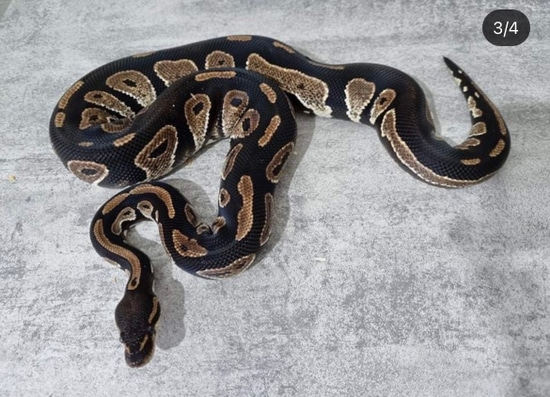 Blackhead Pos Calico Het Hypo Ball Python by Urban Empire Reptiles