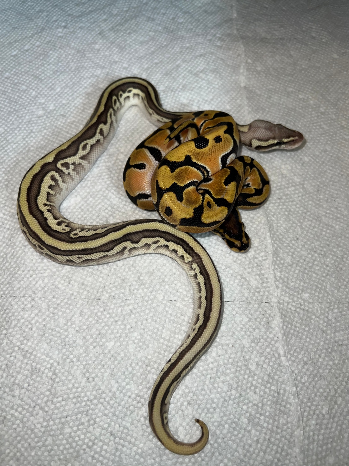 Pastel Orange Dream Lesser Leopard Fire Ball Python by OzMorphs ...