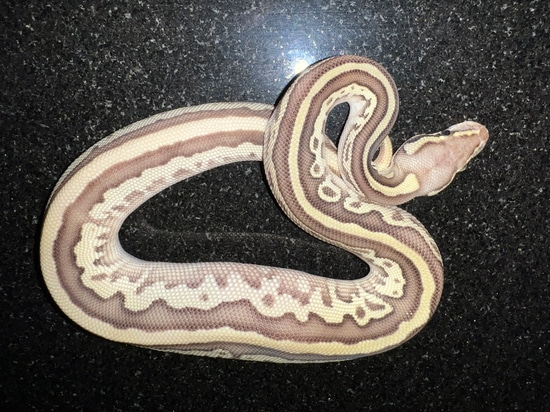 Pastel Orange Dream Leopard Lesser Ball Python by OzMorphs LLC