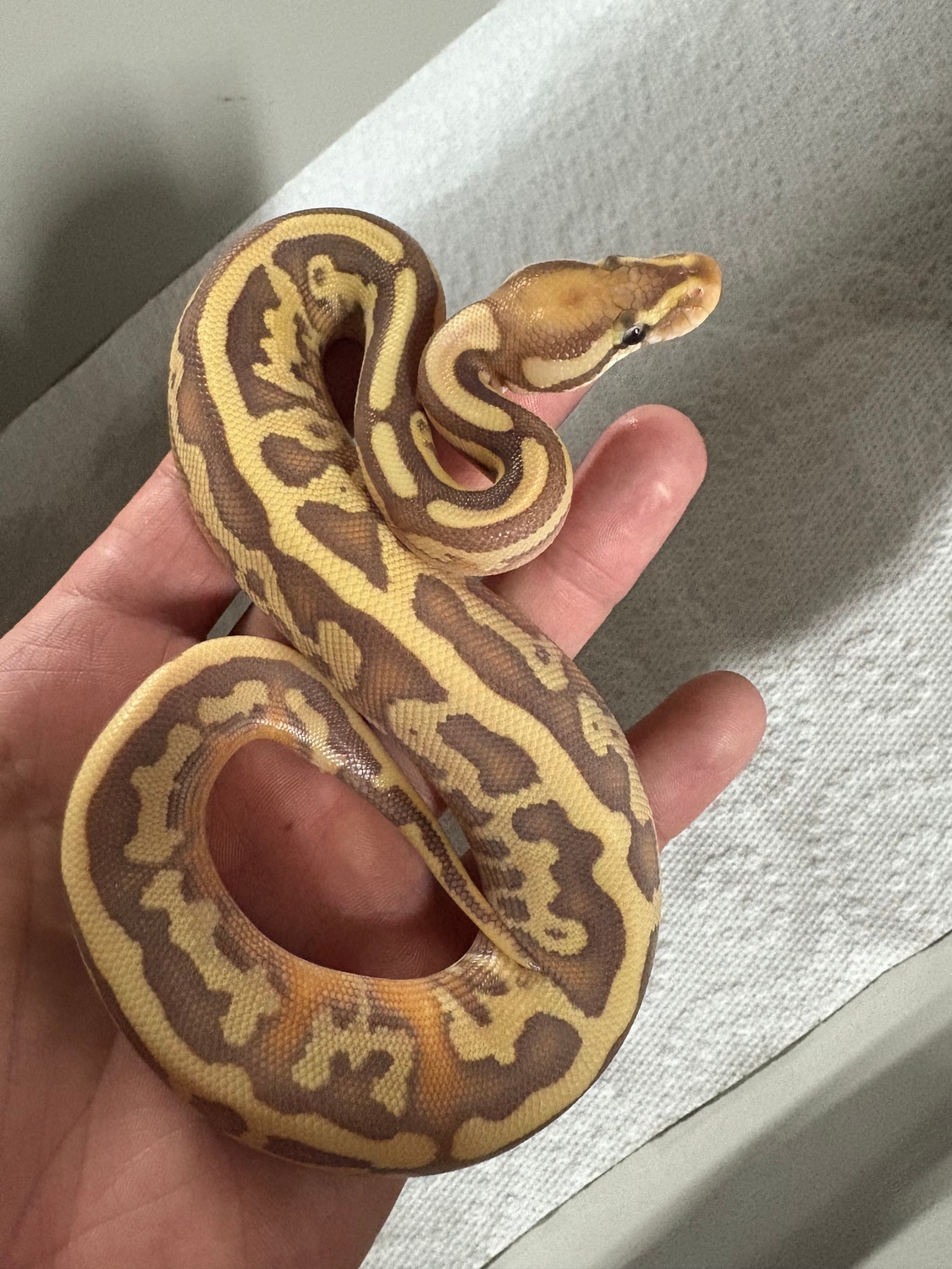 Banana Leopard Fire Python Banana Leopard Fire