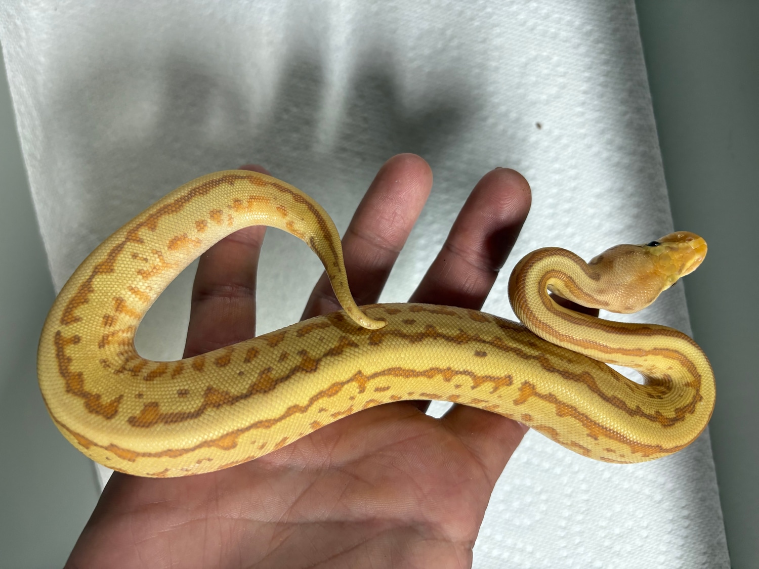 Banana Leopard Fire Python Banana Pinstripe Leopard Fire
