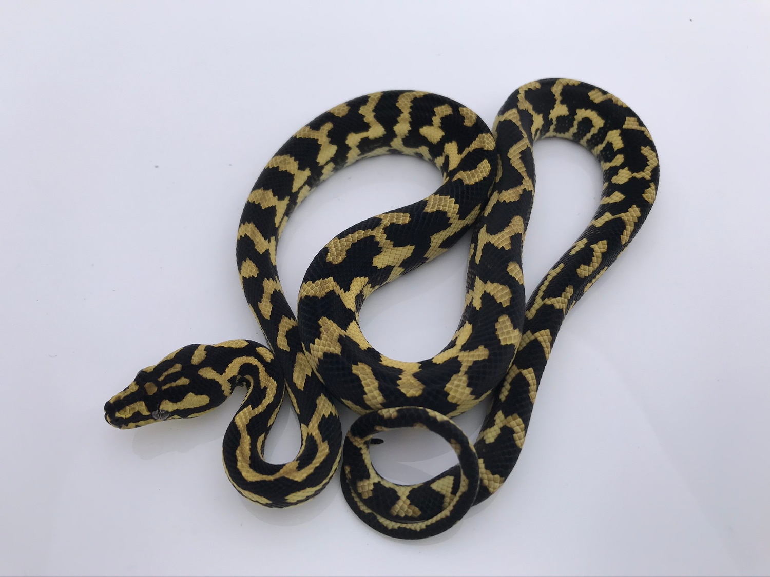 Jungle Carpet Python by Ozsvath Reptiles MorphMarket