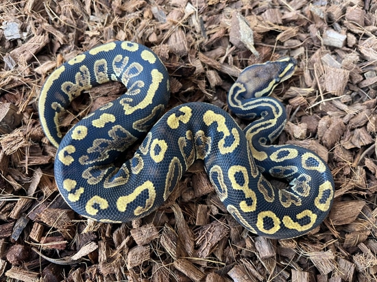 Genetic Granite Grim Het Hypo Het Clown Ball Python by Ozsvath Reptiles