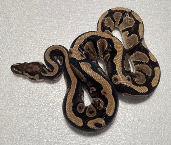 Triple Het Hypo Pied Clown Ball Python by Ozsvath Reptiles