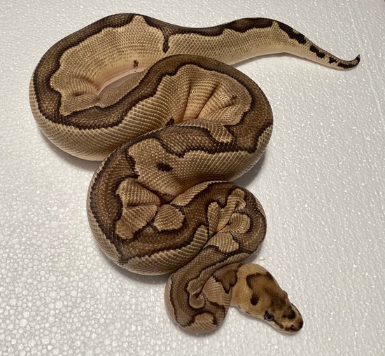 Enchi Clown Het Hypo Ball Python by Ozsvath Reptiles