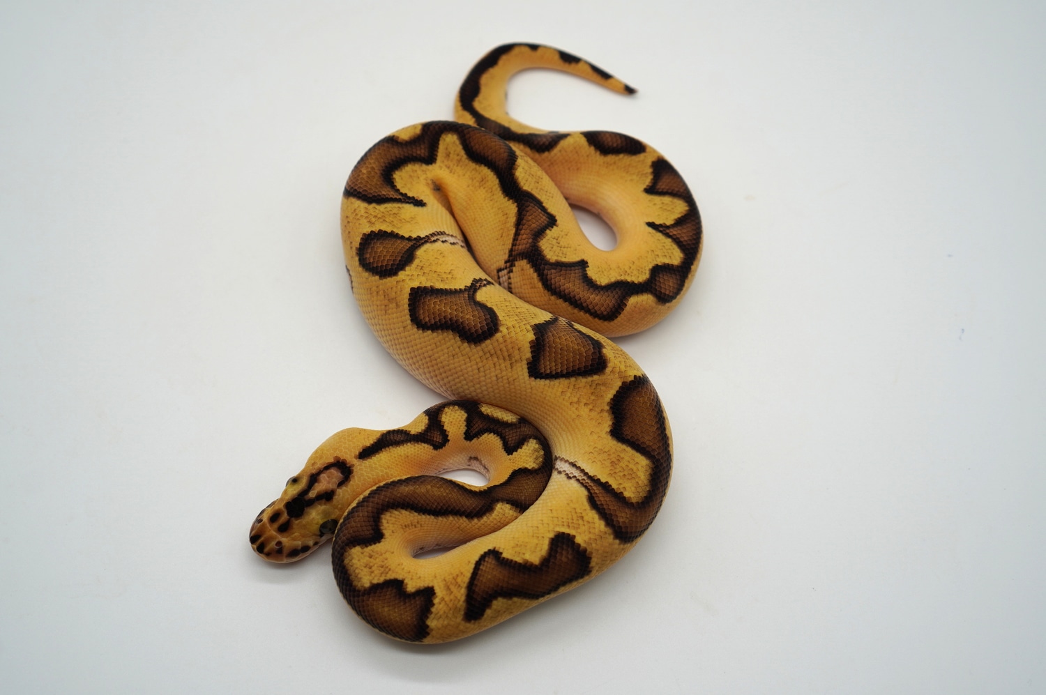 Orange Dream Enchi Red Stripe Clown Ball Python by Ozzy Boids LLC ...