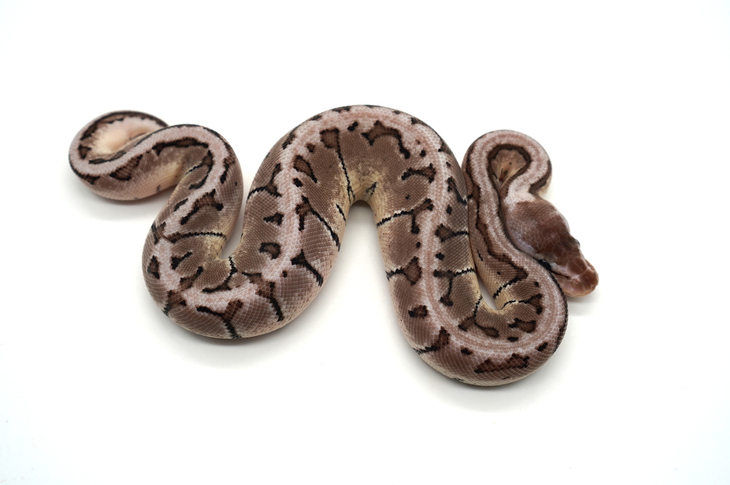 VPI Axanthic Lemon Blast Het Desert Ghost Ball Python by Ozzy Boids LLC ...