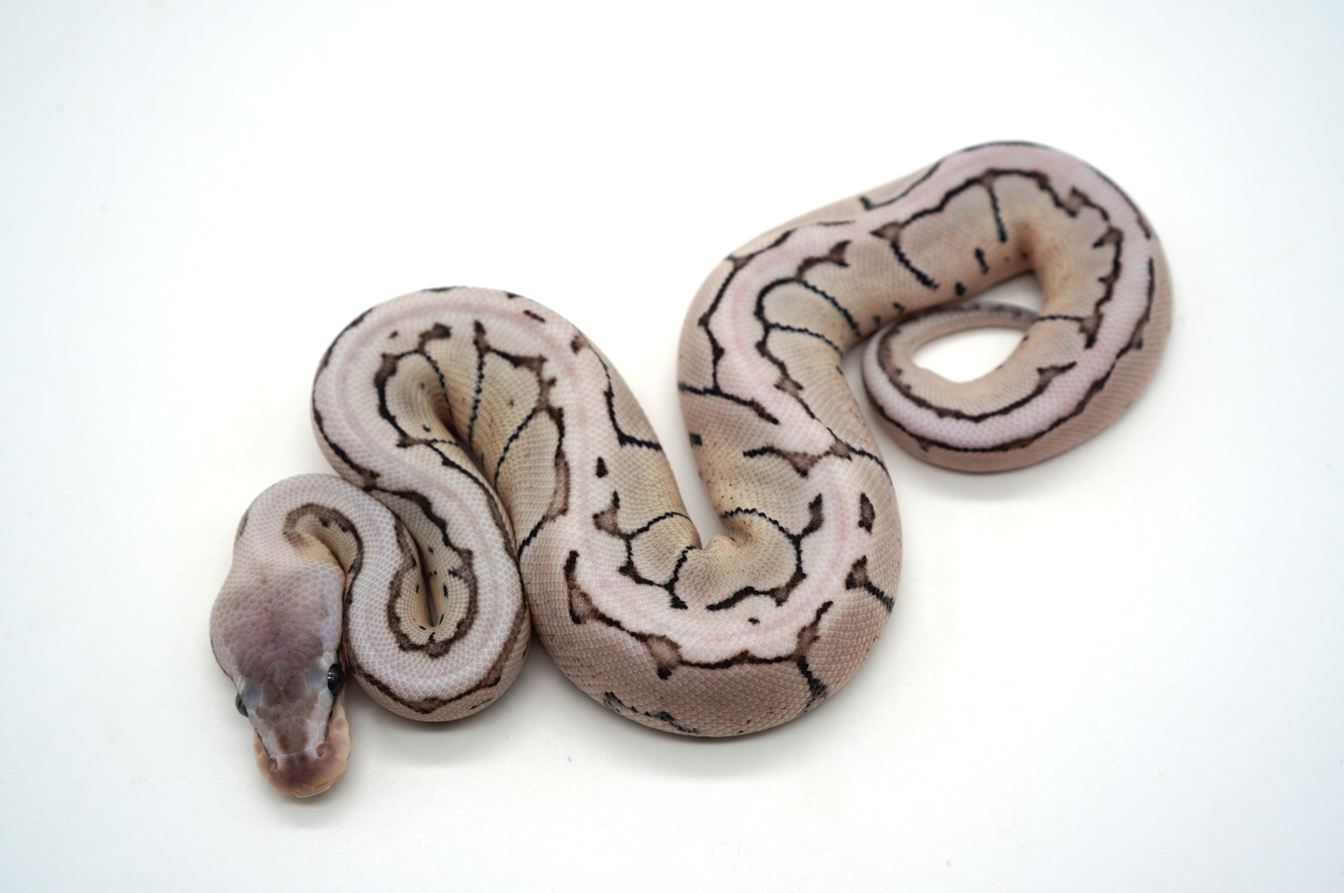 VPI Axanthic Desert Ghost Lemon Blast Ball Python by Ozzy Boids LLC ...