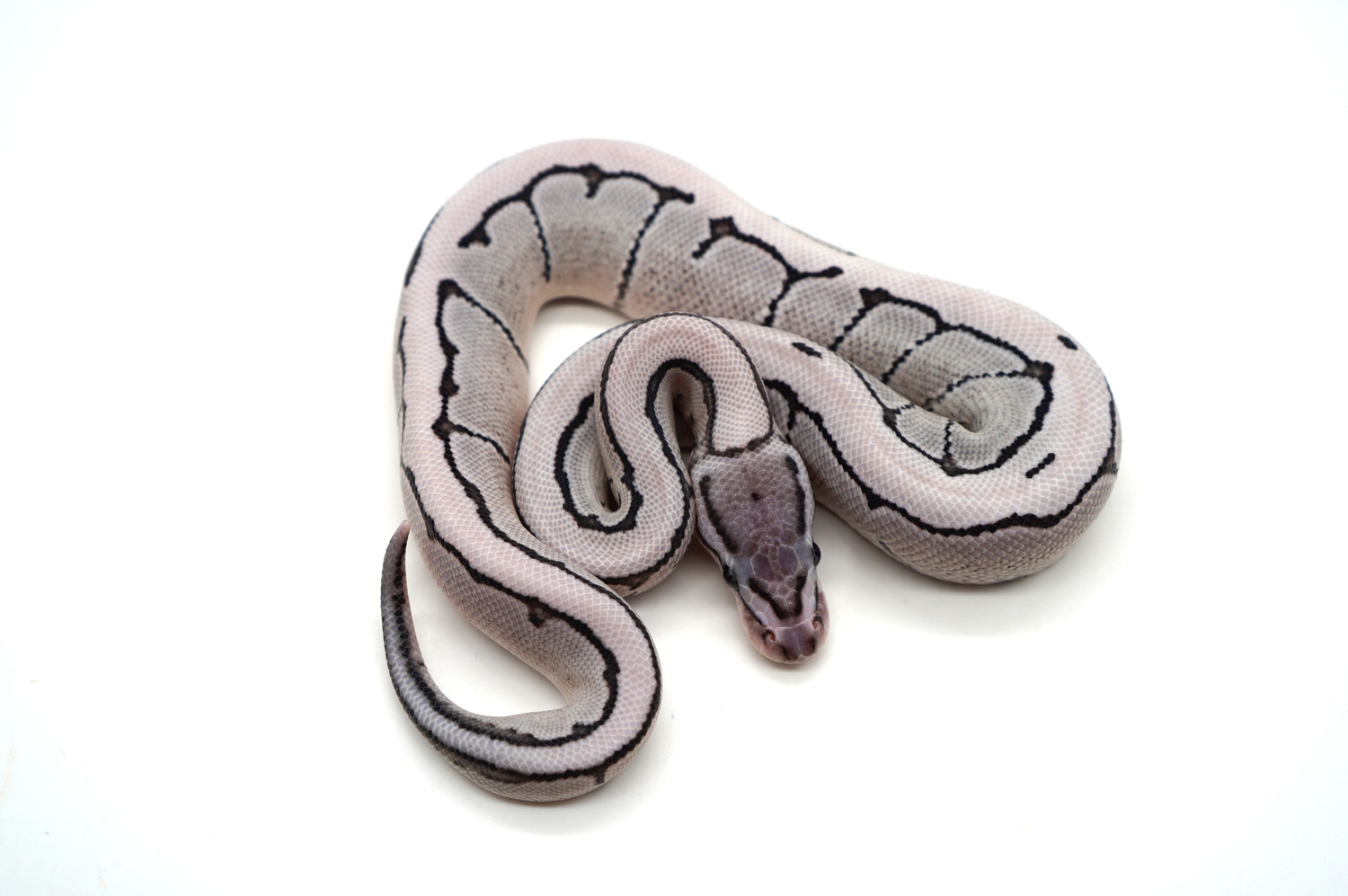 VPI Axanthic Desert Ghost Pinstripe Ball Python by Ozzy Boids LLC ...