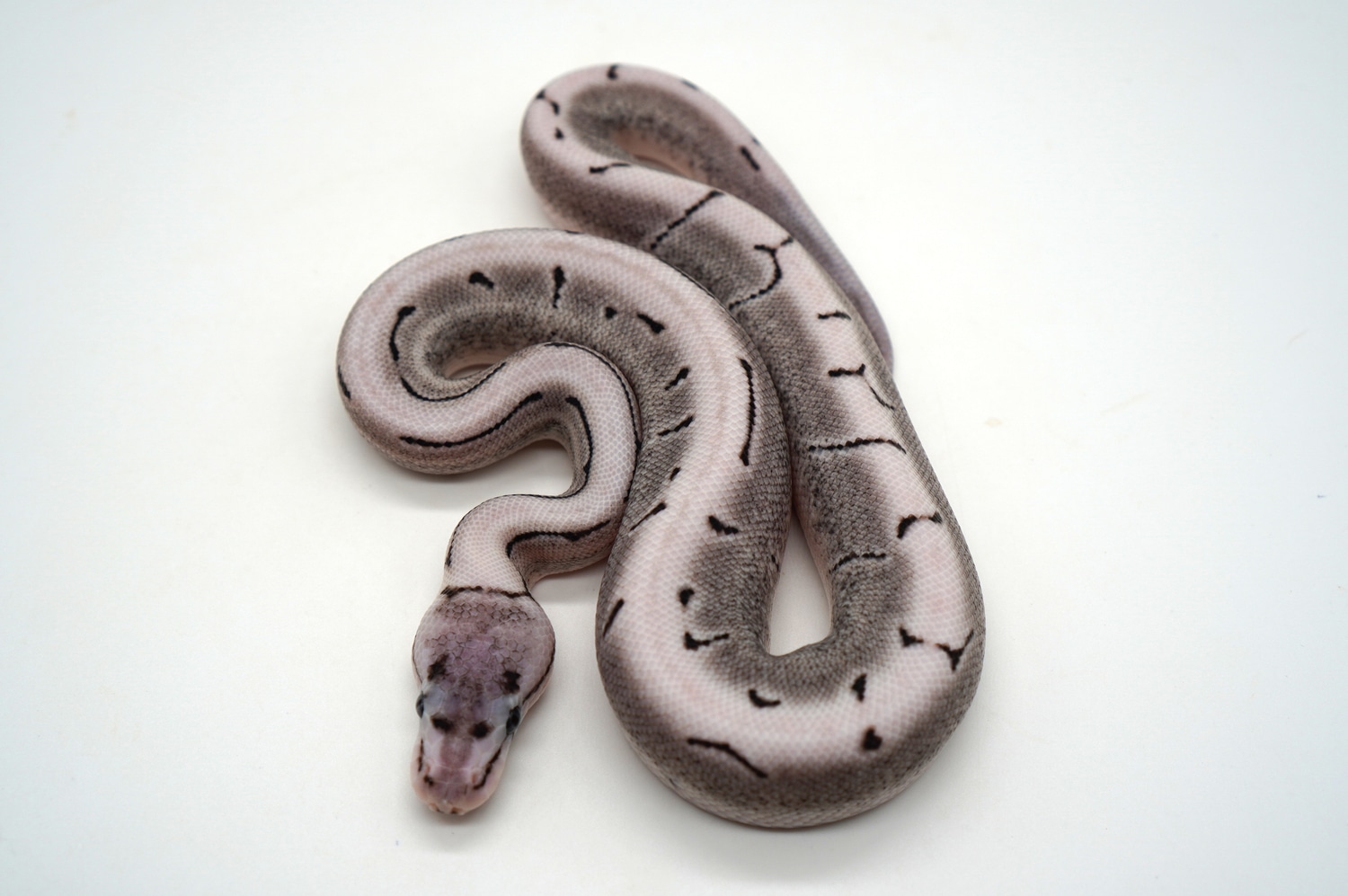 VPI Axanthic Desert Ghost Spinner Ball Python by Ozzy Boids LLC ...