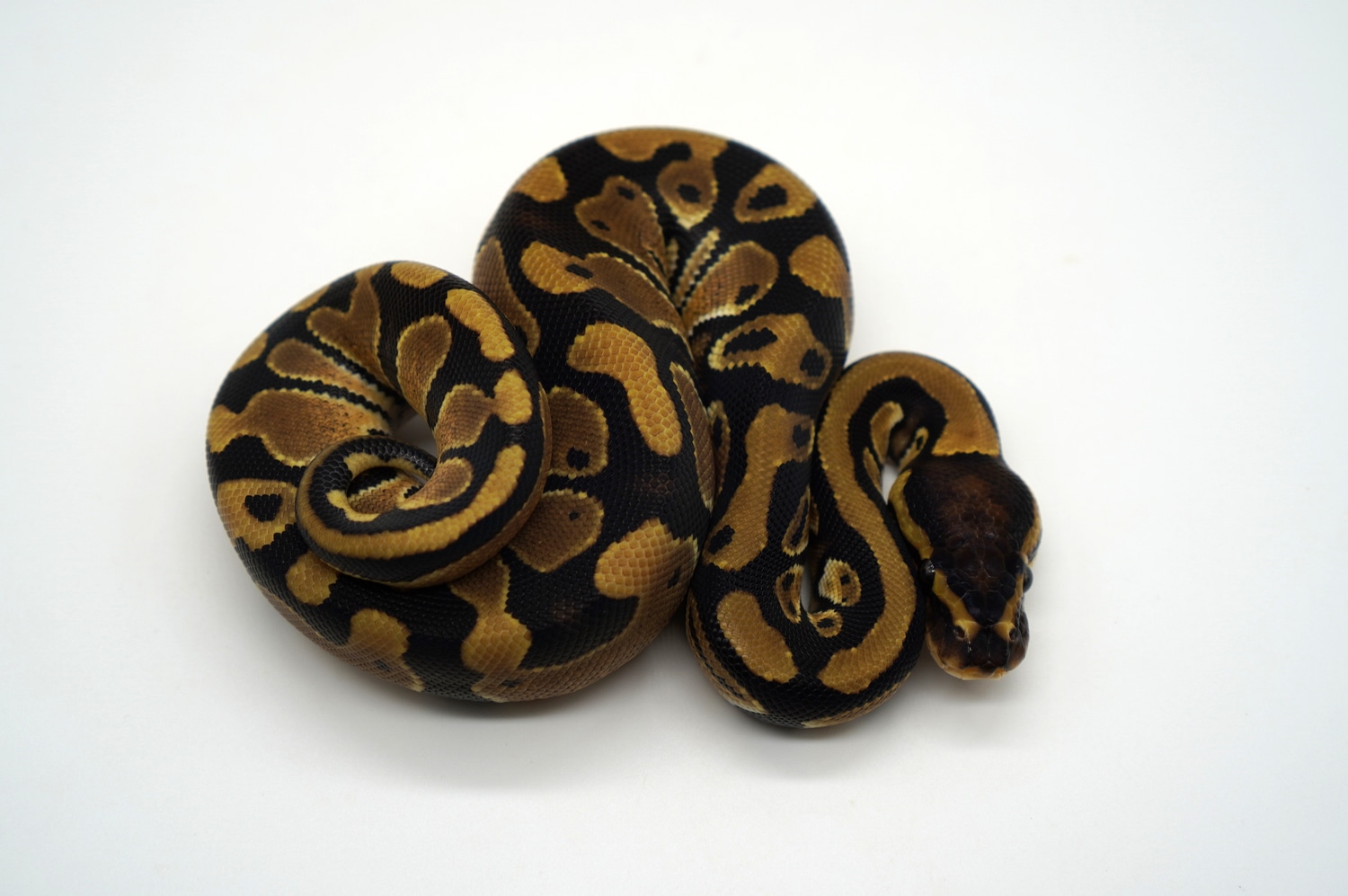 DH Desert Ghost Pied 66% Het VPI Axanthic Ball Python by Ozzy Boids LLC ...