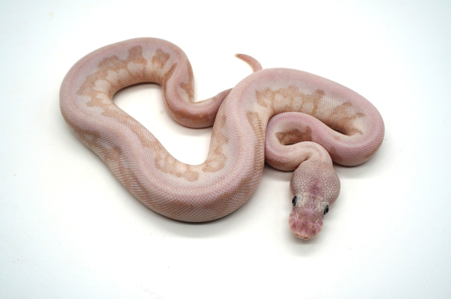 Purple Passion Clown (Pos SN And/or Leopard) Ball Python by Ozzy Boids ...