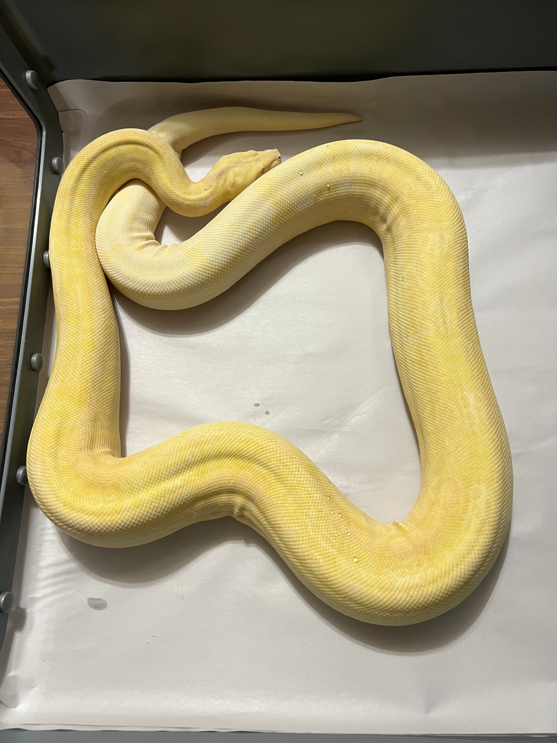 IMG Sharp Albino Hytec Boa Constrictor by Ozzy Boids LLC MorphMarket