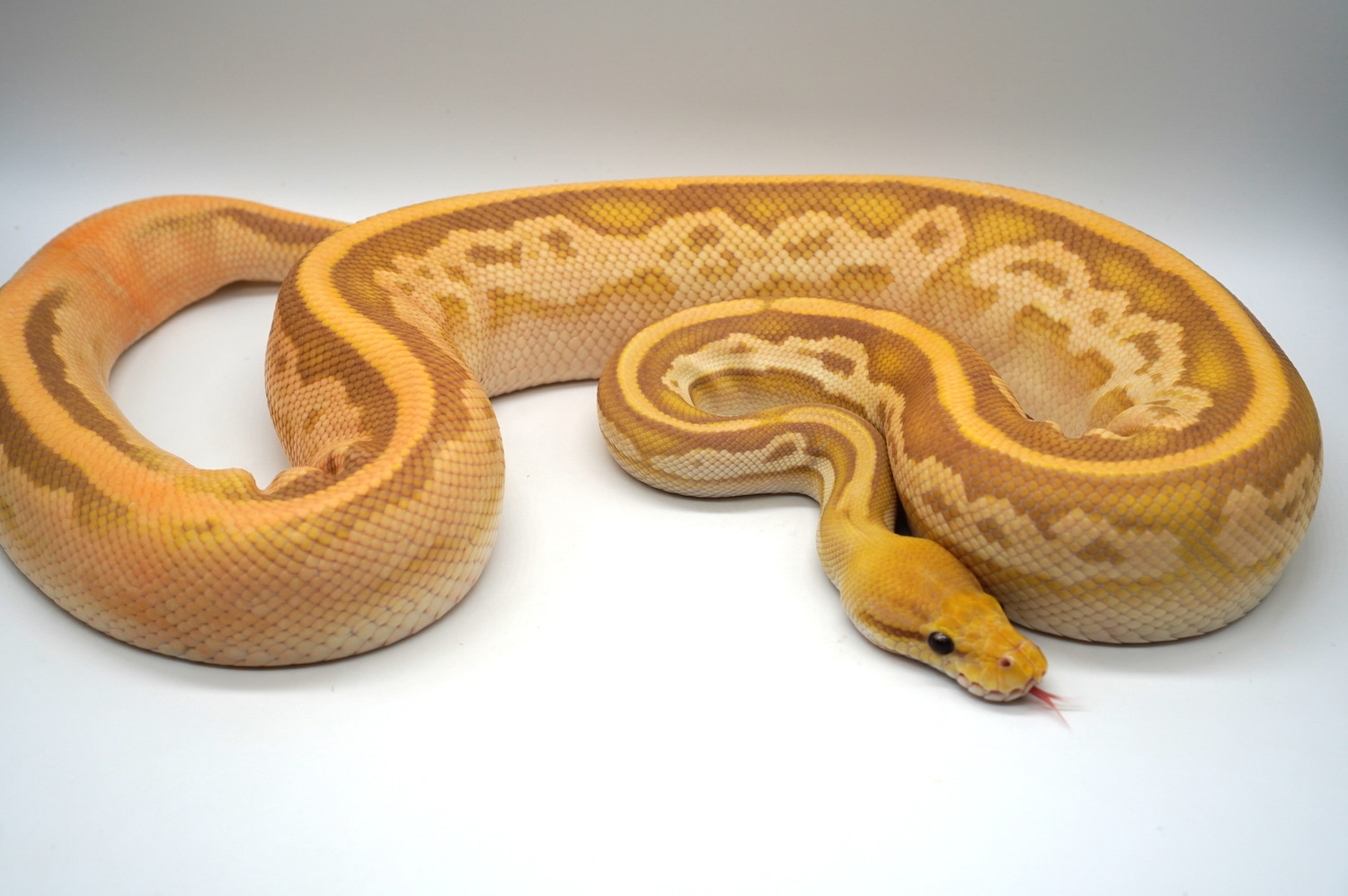 Cinny Bongo Candy Het Pied Ball Python by Ozzy Boids LLC MorphMarket