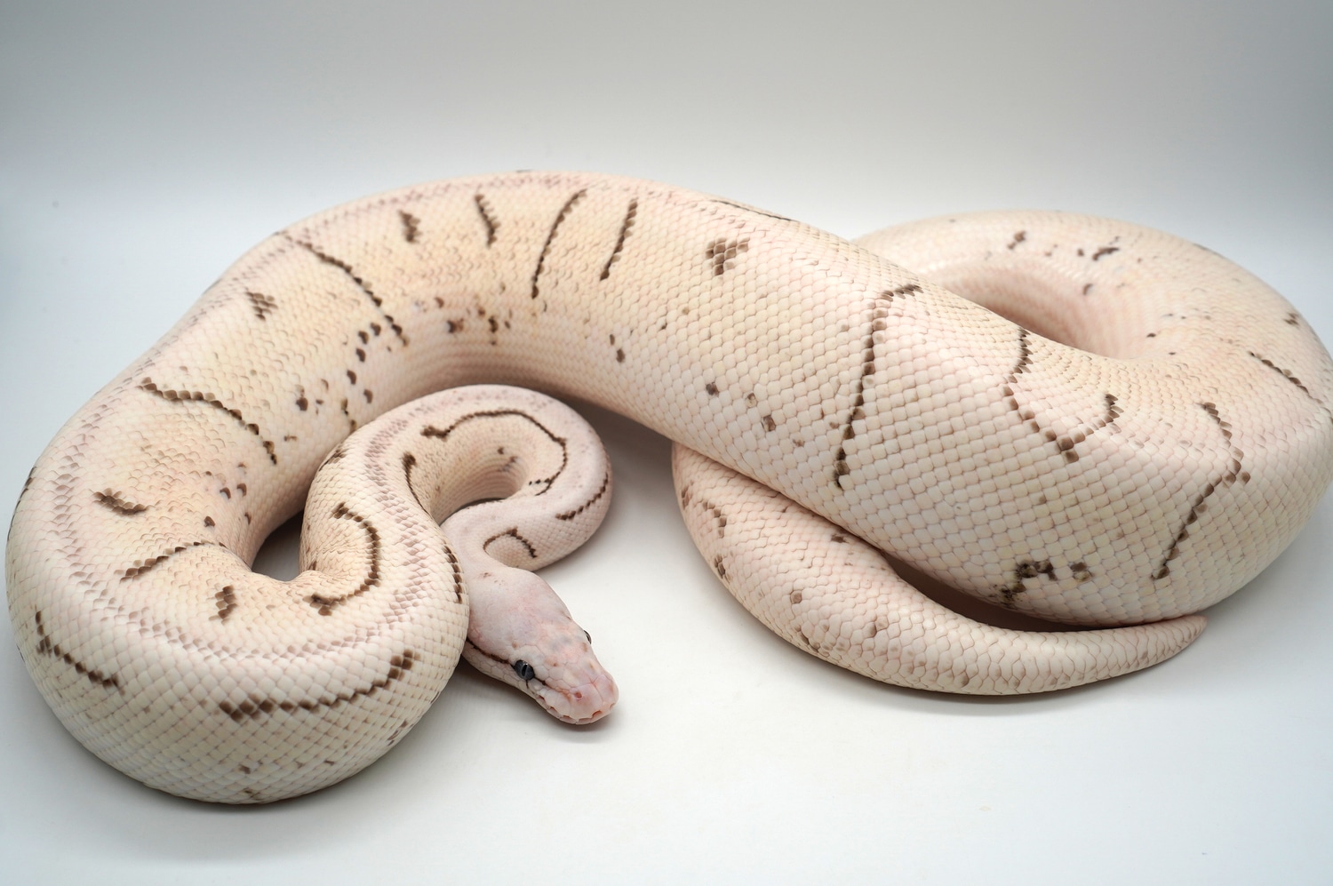 Spinner Blast VPI Axanthic Desert Ghost Ball Python by Ozzy Boids LLC ...