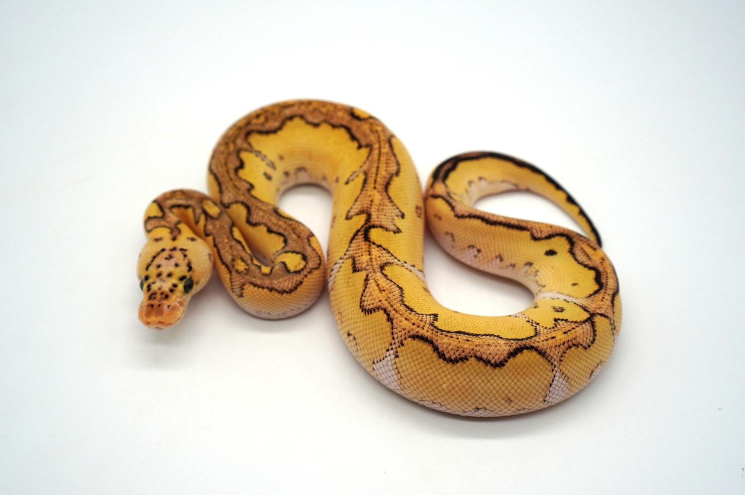 Fire Fly Special Clown Ball Python by Ozzy Boids LLC - MorphMarket