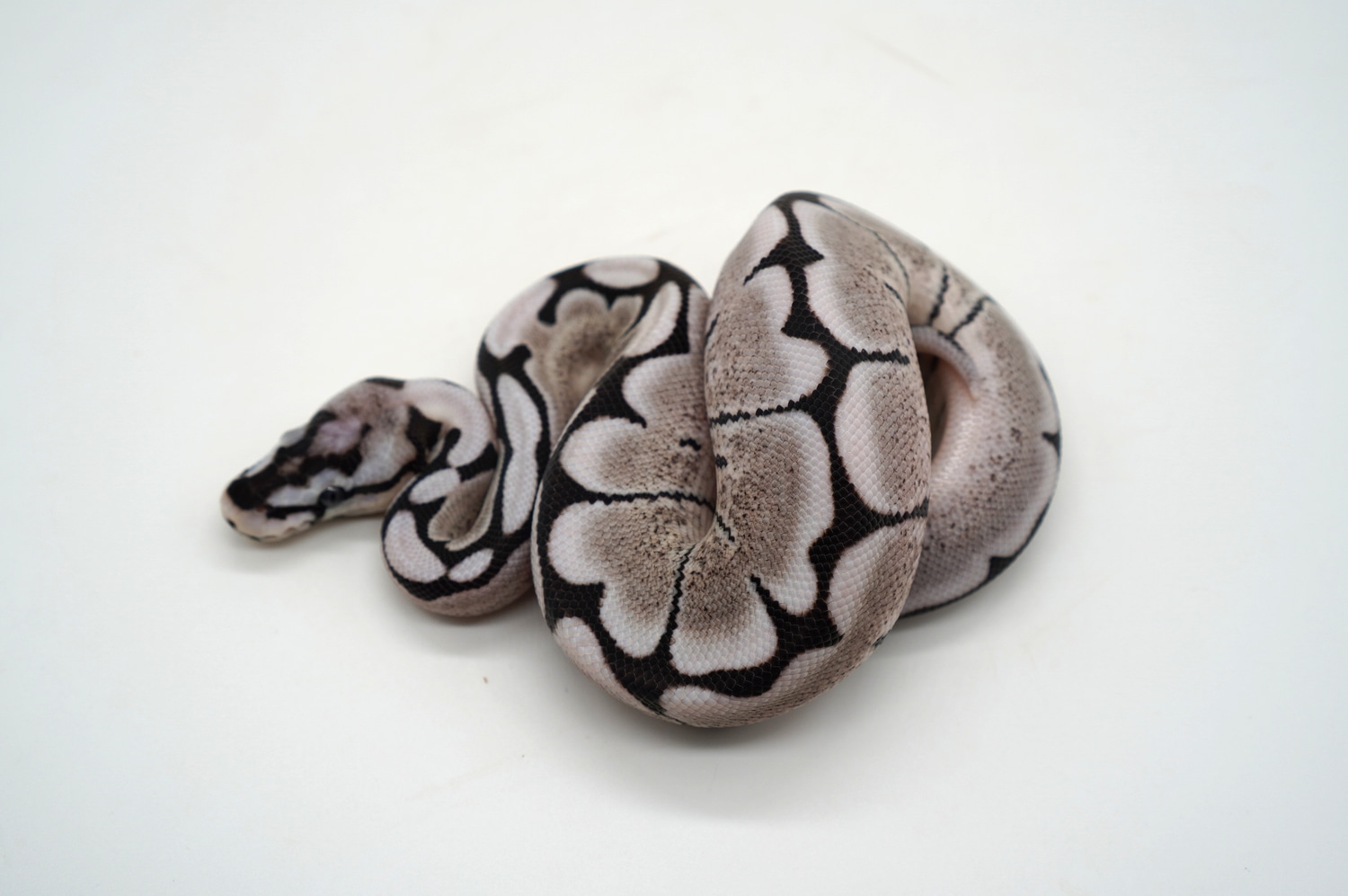 VPI Axanthic Desert Ghost Spider Ball Python by Ozzy Boids LLC ...
