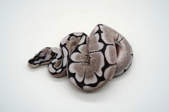 VPI Axanthic Desert Ghost Spider Ball Python by Ozzy Boids LLC