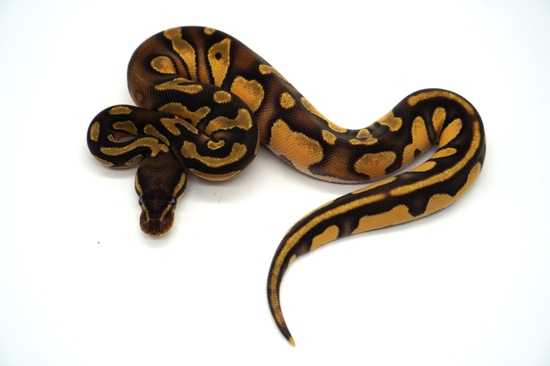 Orange Dream Enchi Black Head Het Pied 50% Het VPI 50% Het