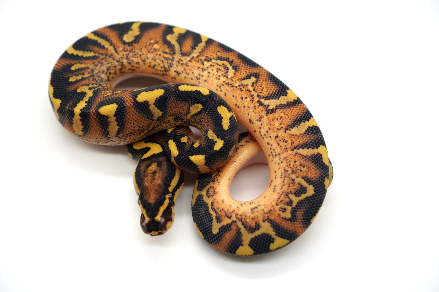 洋書 The Complete Ball Python 洋書 The Complete Ball Python ボールパイソン