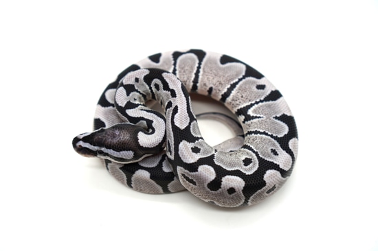 VPI Axanthic Desert Ghost Ball Python by Ozzy Boids LLC