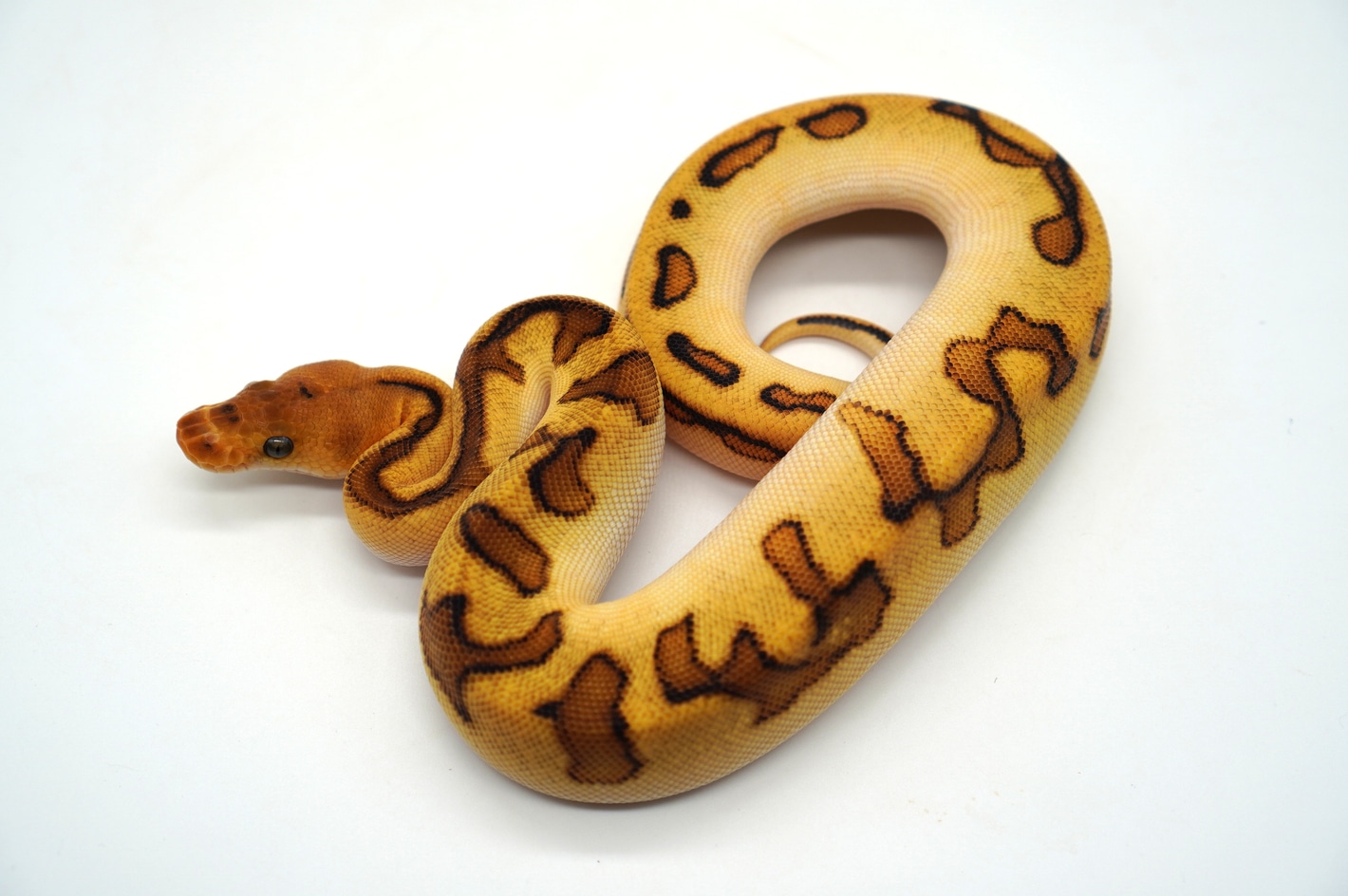 Anonymous snake attack 7 US Hand colored
