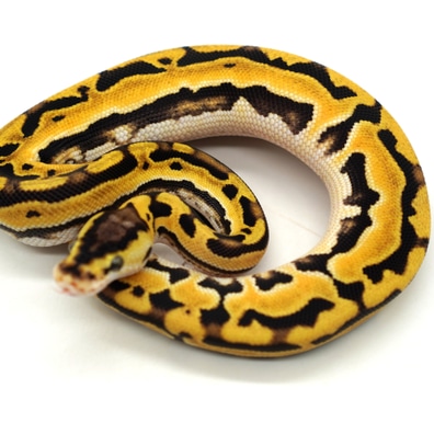 ENCHI Enchi Leopard Pastel Desert Ghost 66% Het Hypo Ball Pythons