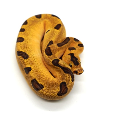 Super Orange Dream Enchi Leopard Pied 50% Het Clown Ball